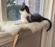Cat Window Perch