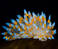 Dog Health - Allergy & Immune Probiotic